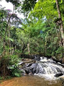 um riacho no meio de uma floresta com árvores em Sitio Anju em Atibaia