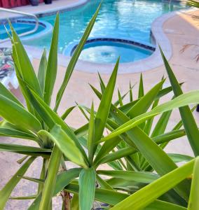 uma planta em frente a uma piscina em The Inn On Main em Chincoteague