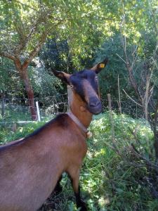 Altri animali domestici presso l'agriturismo o nei dintorni