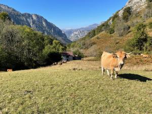 a brown cow standing in a field of grass at Lapaserina-A in Arenas de Cabrales