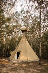 a tent sitting in the middle of a forest at Forest Harmony in Knysna