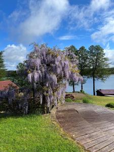 Un árbol con flores púrpuras al lado de una pasarela. en Gospodarstwo Agroturystyczne Kozłowiec en Dziemiany