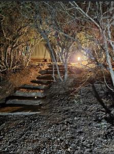 un escalier en pierre dans une forêt la nuit dans l'établissement Coombs View Reserve, à Grahamstown