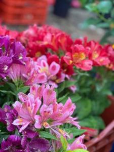 un montón de flores de colores en una cesta en Elsa Haus, en Potos