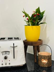 a toaster and a potted plant on a table at Touchwood in Isleworth