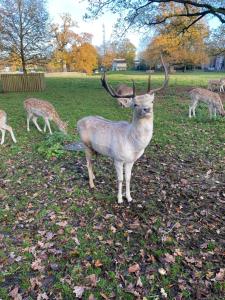 Dieren bij de bed & breakfast of in de buurt