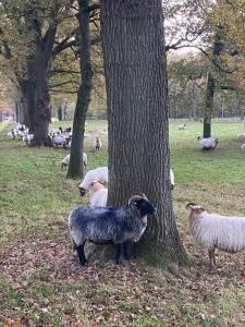 Dieren bij de bed & breakfast of in de buurt