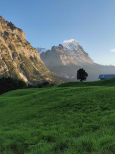 a green field with a tree in front of a mountain at Chalet Pfyffer - Mountain view in Grindelwald
