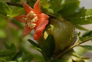 a close up of a flower on a apple tree at Margarita Studios in Parikia