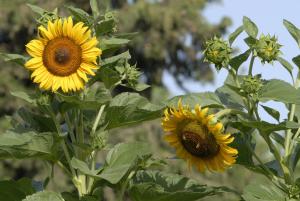 a group of yellow sunflowers in a field at Margarita Studios in Parikia
