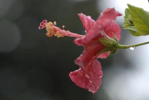 a red flower with droplets of water on it at Margarita Studios in Parikia