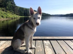 Afbeelding uit fotogalerij van Chalet Au Bord du St-Maurice in La Tuque +32 foto's