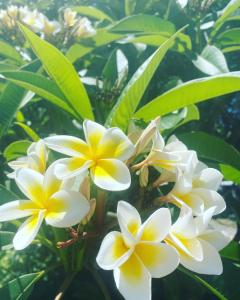 a group of white and yellow flowers on a tree at Tallow Beach Motel in Byron Bay