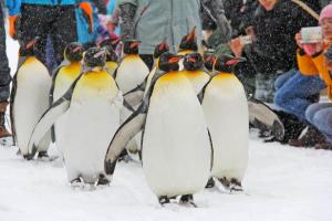 a group of penguins standing in the snow at SEVEN Building / Vacation STAY 4949 in Asahikawa