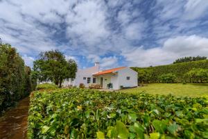 a house in the middle of a field of plants at Adega do Mota in Vila Franca do Campo