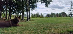 Ein Garten an der Unterkunft LittleField B&B Durrow, Laois