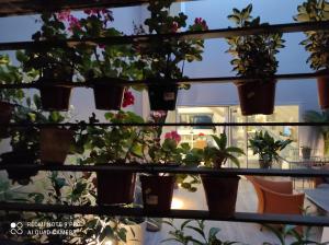 een groep potplanten op een vensterbank bij Habitación y baño en planta independiente en centro de sevilla in Sevilla