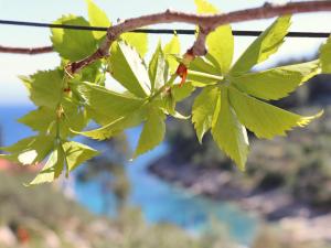 Fotografie z fotogalerie ubytování Holiday House Parive v destinaci Vela Luka
