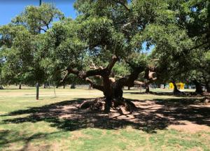 un gran árbol en un parque con sus raíces en Moderno piso de diseño c/ cochera cubierta en Saavedra en Buenos Aires