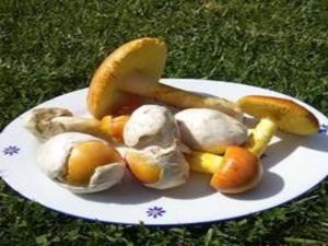 a plate of food with mushrooms and vegetables on the grass at LA CUMBRE-Calma, Desconexión y Piscinas Naturales en Sierra de Gata TR-CC-00490 in Gata +21 photos