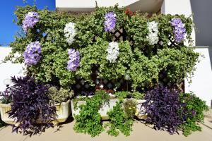 Zahrada ubytování Apartment Lavender