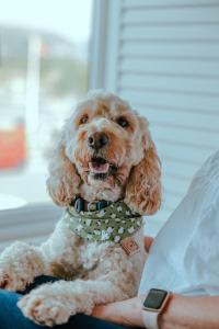 Billede fra billedgalleriet på Seaview on the beach i Port Erin