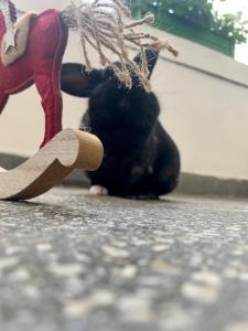 Domáce zviera alebo zvieratá hostí v ubytovaní Forst-Ház Apartman