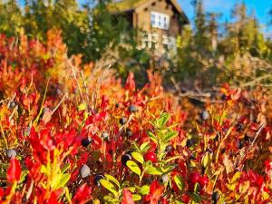 pole czerwonych roślin z domem w tle w obiekcie 12 person holiday home in S LEN w mieście Sälen