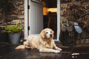 a brown dog laying in front of a door at River Cottage, a luxurious and cosy riverside cottage for two in Welshpool