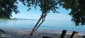 un árbol en una playa con el agua en Payam Cabana en Ko Phayam