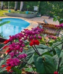 - un bouquet de fleurs violettes à côté de la piscine dans l'établissement Pousada Believe, à Praia Grande