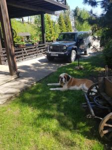 a dog laying in the grass next to a jeep at Pension Casa Drumetului in Piatra Neamţ