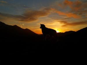El Invernal de Picos kisállat-vendégei