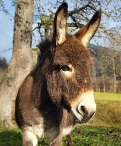 a donkey standing in a field next to a tree at Saumerhof in Schladming