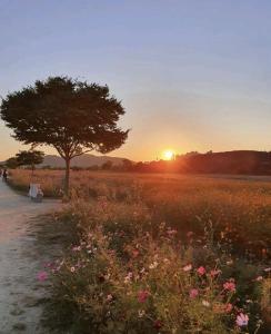 a tree and a field of flowers with the sunset at Cozy House in Daegu