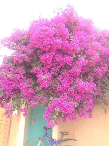 un montón de flores púrpuras colgando de un edificio en Riad Zidania, en Taroudant