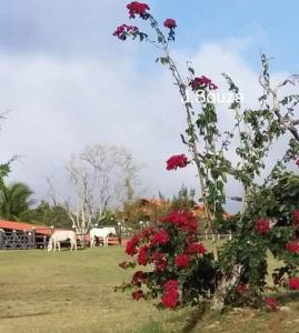 a bush with red flowers and horses in a field at Flat Condomínio Hotel Fazenda Gravatá Monte Castelo in Gravatá