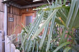 a group of plants in front of a building at South House in Winchester