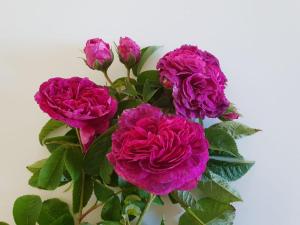 um ramo de flores cor-de-rosa num vaso em Prodigal Daughter Gourmet Lodge em Martinborough