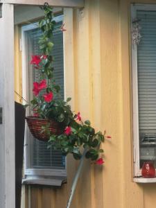 a plant in a basket on the side of a window at Mummon saunamökki in Helsinki