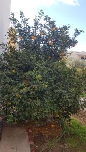 A garden outside Panormos,Irene's Studio