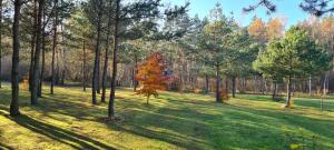 Ogród w obiekcie Agroturystyka Camping
