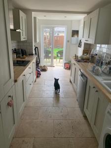 um gato preto parado no meio de uma cozinha em Best Location! Town & Racecourse! em Cheltenham