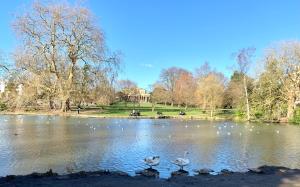 um grupo de cisnes nadando em um lago em um parque em Best Location! Town & Racecourse! em Cheltenham