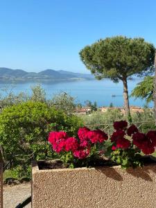 a pot of red flowers with a tree in the background at Il Sodino 1738 - Locazione Turistica in San Feliciano