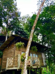 a log cabin with a palm tree in front of it at Montana Posada in Roldanillo +60 photos