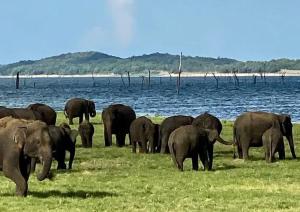 a herd of elephants standing in a field near the water at Wild Eagle Safari Resort in Udawalawe