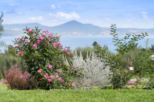 un groupe de fleurs dans un champ avec des montagnes en arrière-plan dans l'établissement Vigna Caio Relais & Spa, à Bracciano