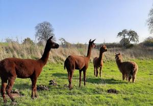 a group of llamas standing in a field at Blaues Haus-Urlaub mit Alpakas oder nur eine schöne Unterkunft in der schaalseergion 