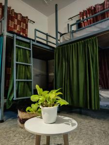 eine Pflanze auf einem Tisch in einem Zimmer mit Etagenbetten in der Unterkunft Space house hostel in Rishikesh